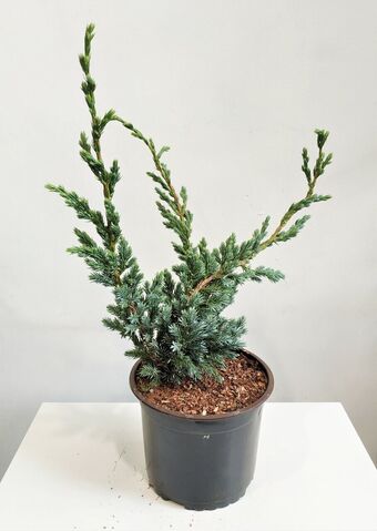 Можжевельник Чешуйчатый Мейери (Juniperus squamata Meyeri)