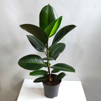 Фикус Эластика Робуста (Ficus Elastica Robusta) д.14 см