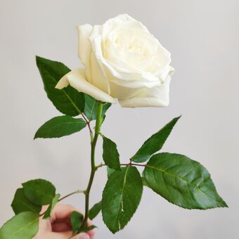 Роза Плая Бланка 50