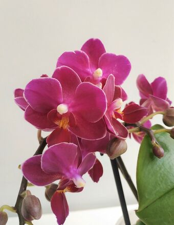Орхидея Фаленопсис Фиолетовая 1 ствол (Phalaenopsis)