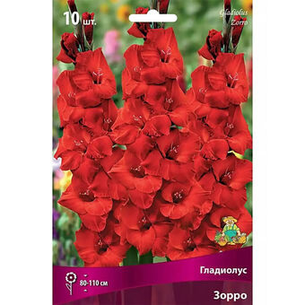 Гладиолус Костелло 10-12/К 10шт
