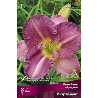 Лилейник гибридный Интрэпмент/К