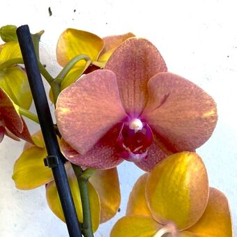 Орхидея Фаленопсис Сурф Сонг д.12