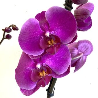 Орхидея Фаленопсис Морелия д.12