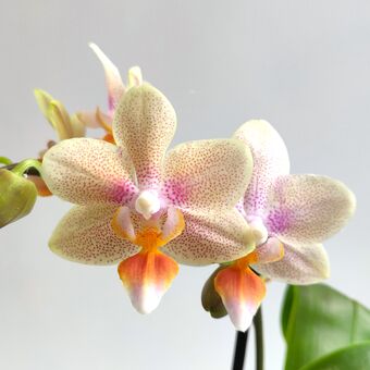 Орхидея Фаленопсис Тайни Мелисса д.9