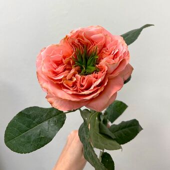 Роза Мандарин 50/60 см