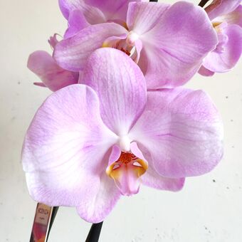 Орхидея Фаленопсис Вавилон д.12 см