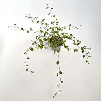 Мюленбекия Маори д.6 см