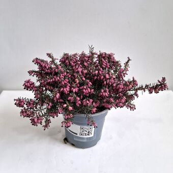 Каллуна (Вереск) микс д.9 см