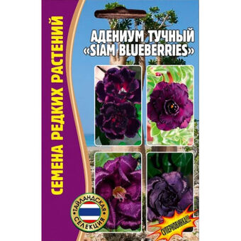 Адениум тучный Siam Blueberries 3шт (Ред.Сем)