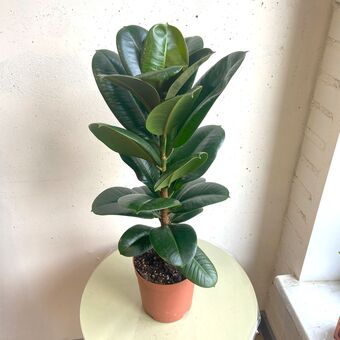 Фикус Эластика Кинг Конг д.15 см
