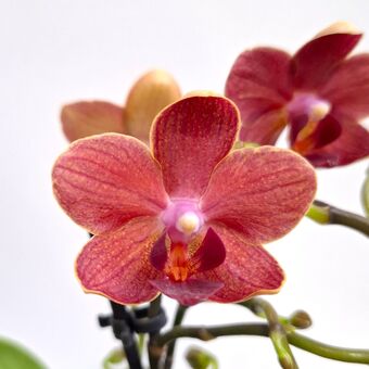 Фаленопсис Колибри Конго д.9 см