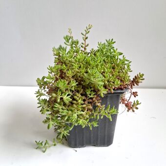 Седум микс д.9 (уличный)