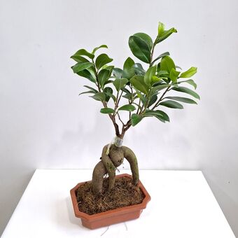 Фикус Микрокарпа Гинсенг д.19