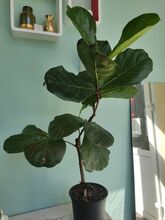 Фикус Лирата Бамбино (Ficus Lyrata Bambino) (1)