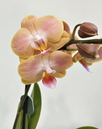 Орхидея Фаленопсис Персиковая (Phalaenopsis)