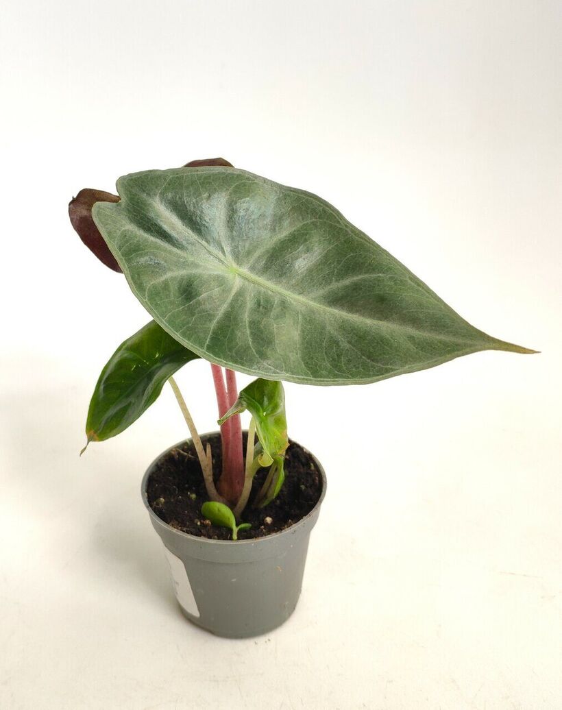 Алоказия пинк драгон alocasia pink dragon d6см