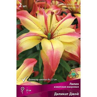 Лилия азиатская Деликат Джой 14-16/К 2шт