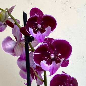 Орхидея Фаленопсис Биг Лип Хот Кисс (Phalaenopsis Big Lip)