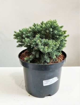 Можжевельник Чешуйчатый Блю Стар (Juniperus squamata Blue Star)