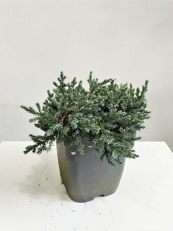 Можжевельник Чешуйчатый Тропикал Блю (Juniperus squamata Tropical Blue)