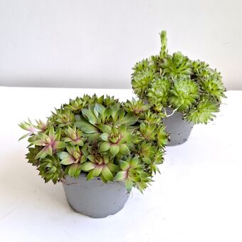 Семпервивум или Молодило (Sempervivum) д.9 см