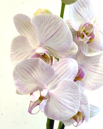 Орхидея Фаленопсис Тру Лав (Phalaenopsis True Love)