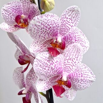 Орхидея Фаленопсис Бьютифул Смайл (Phalaenopsis Beautiful Smile) д.12 см