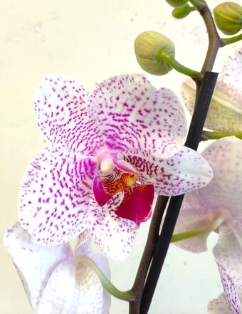 Орхидея Фаленопсис Бьютифул Смайл (Phalaenopsis Beautiful Smile)