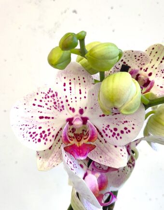 Орхидея Фаленопсис Богемия Гойя (Phalaenopsis Bohemia Goya)