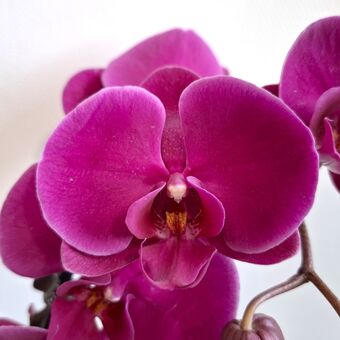 Орхидея Фаленопсис Стелленбош 2 ствола (Phalaenopsis Bohemia Goya Stellenbosch)