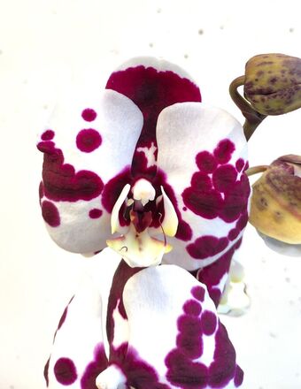 Орхидея Фаленопсис Бенидорм 1 ствол (Phalaenopsis Benidorm)