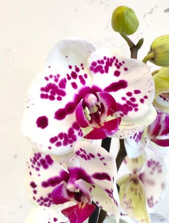 Орхидея Фаленопсис Сан Себастьян 1 ствол (Phalaenopsis San Sebastian)
