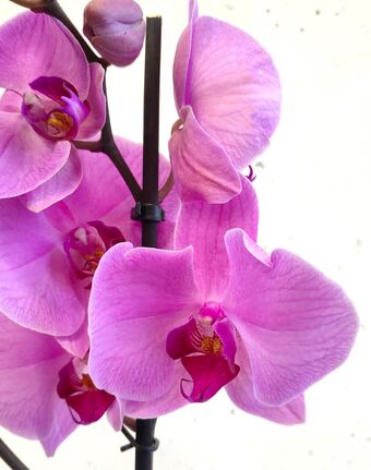Орхидея Фаленопсис Будда Лаундж 1 ствол (Phalaenopsis Buddha Lounge)