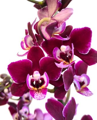 Орхидея Фаленопсис Кранбери Ча-Ча (Phalaenopsis Сranberry Cha-Cha)