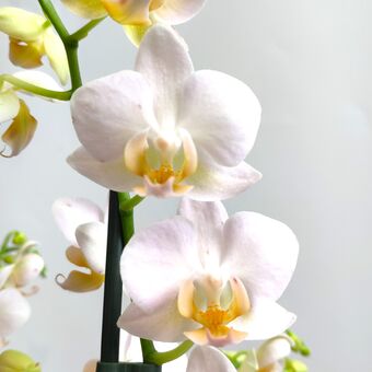Орхидея Фаленопсис Бургунди Шампань (Phalaenopsis Burgundy Champagne)
