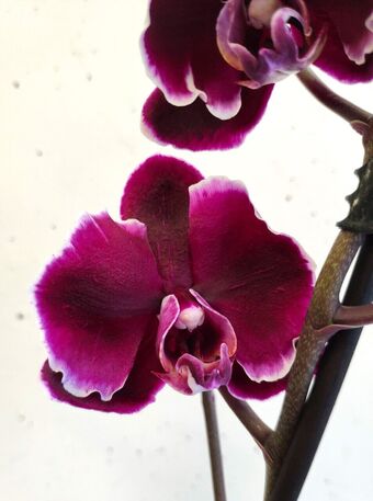 Орхидея Фаленопсис Каменная Роза (Phalaenopsis Stone Rose)