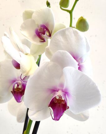 Орхидея Фаленопсис Маунтайн или Моушен 2 ствола (Phalaenopsis Mountion)