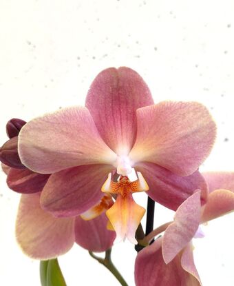 Орхидея Фаленопсис Горизонт мини (Phalaenopsis Horizon)