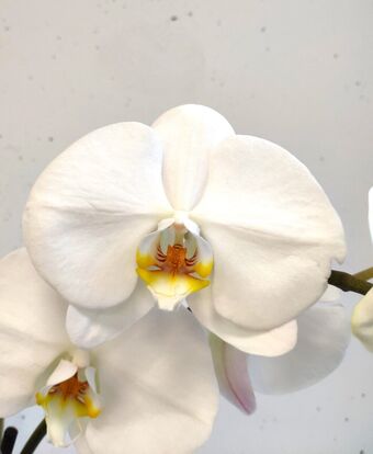Орхидея Фаленопсис Грандифлора Белый 1 ствол (Phalaenopsis Grandiflora)