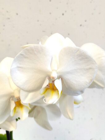 Орхидея Фаленопсис Эвия 1 ствол (Phalaenopsis Evia)