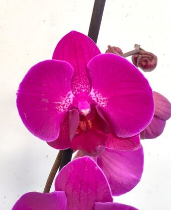 Орхидея Фаленопсис Стелленбош 1 ствол (Phalaenopsis Bohemia Goya Stellenbosch)