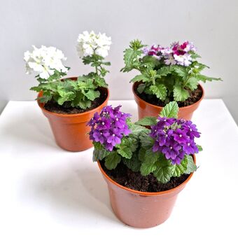 Вербена Ампельная микс д.12 (Verbena) 1 шт