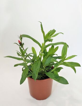 Гвоздика гибридная (Dianthus x hybrida)