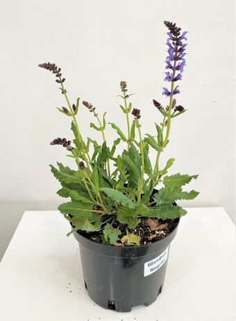 Шалфей Негрито (Salvia nemorosa Negrito)