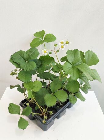 Рассада Клубника Флоренс (Fragaria), 6 шт