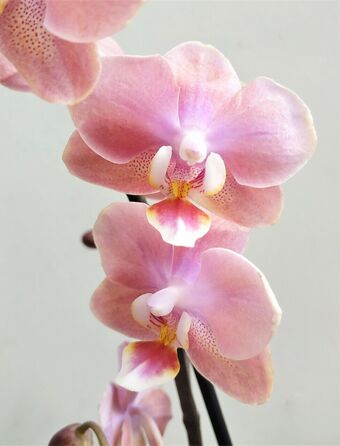 Орхидея Фаленопсис Парфюм Розовая (Phalaenopsis Perfume)