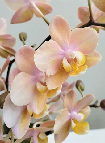 Орхидея Фаленопсис Парфюм Желтая (Phalaenopsis Perfume)