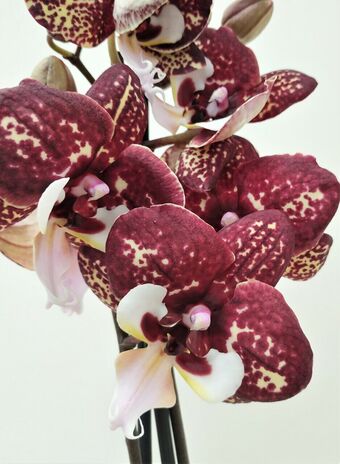 Орхидея Фаленопсис Пятнистая Бордовая (Phalaenopsis)