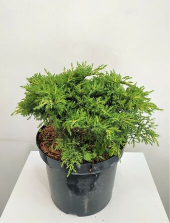 Можжевельник средний Голд Стар (Juniperus pfitzeriana Gold Star)